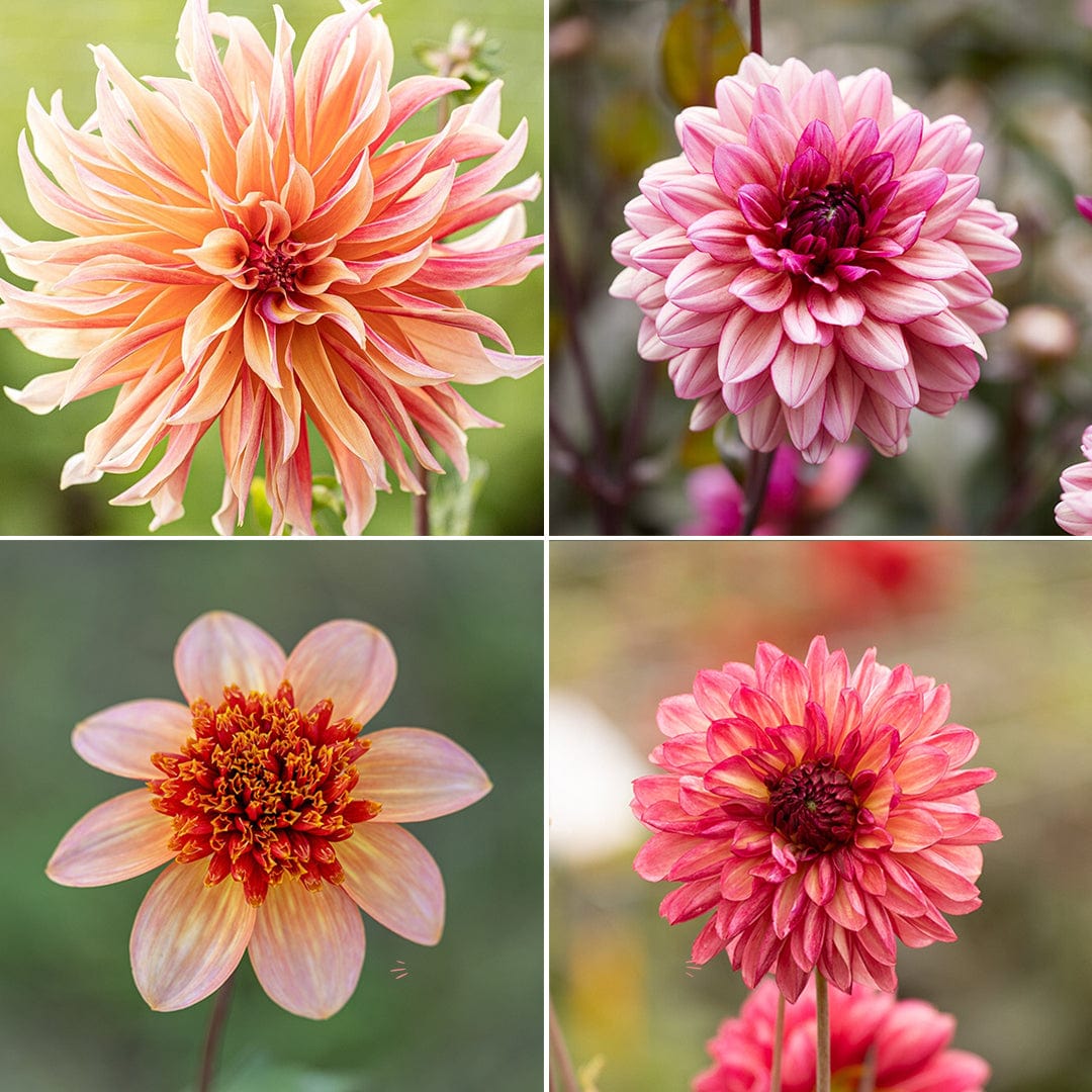 Dahlia erbjudande 3 - Orange/Röd/Lila